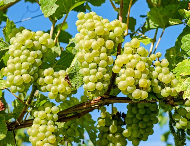 Grapes